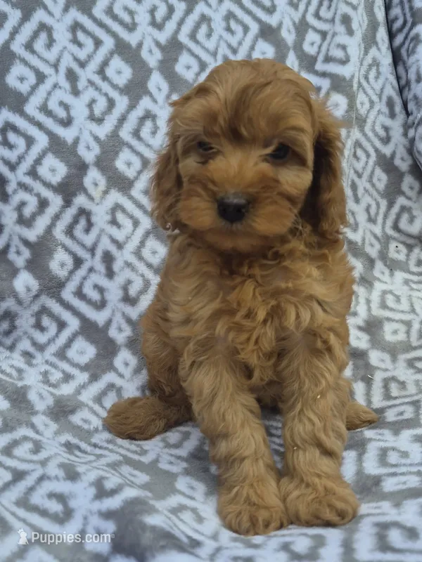 Buddy – Cockapoo puppy for sale in Loganton, PA