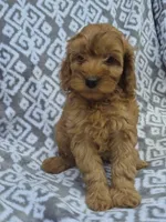 Buddy, a male Cockapoo for sale in Loganton, PA – 1 of 1