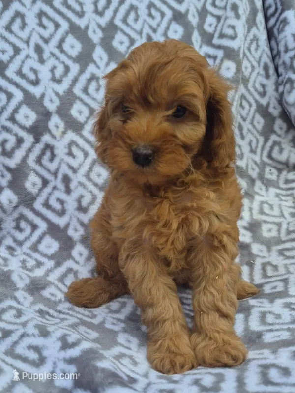 Rose – Cockapoo puppy for sale in Loganton, PA