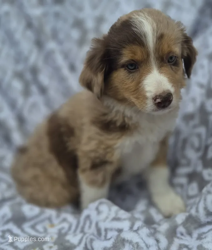 Star – Miniature Australian Shepherd puppy for sale in Loganton, PA