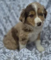 Star, a female Miniature Australian Shepherd for sale in Loganton, PA – 1 of 1
