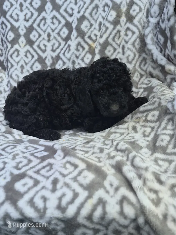 Bug – Cockapoo puppy for sale in Loganton, PA