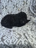 Bug, a male Cockapoo for sale in Loganton, PA – 1 of 1