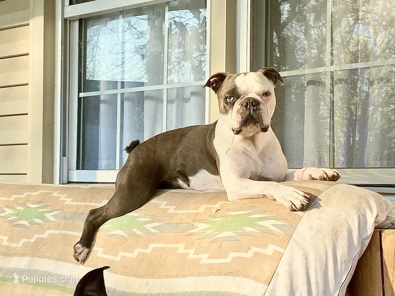 Fuki – Boston Terrier puppy for sale in Virginia Beach, VA