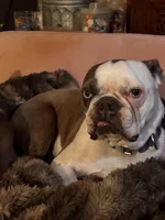 Fuki, a male Boston Terrier for sale in Virginia Beach, VA – Photo 5 of 5