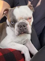 Fuki, a male Boston Terrier for sale in Virginia Beach, VA – Photo 4 of 5