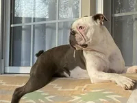 Fuki, a male Boston Terrier for sale in Virginia Beach, VA – Photo 2 of 5