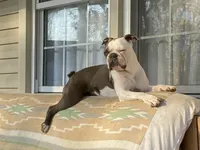 Fuki, a male Boston Terrier for sale in Virginia Beach, VA – Photo 3 of 5