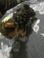 Angel, a male Yorkshire Terrier for sale in Tyler, TX – Photo 3 of 3