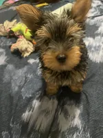 Angel, a male Yorkshire Terrier for sale in Tyler, TX – Photo 2 of 3