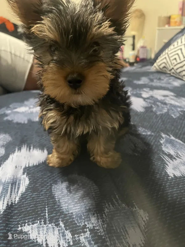 Angel – Yorkshire Terrier puppy for sale in Tyler, TX
