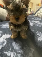 Angel, a male Yorkshire Terrier for sale in Tyler, TX – Photo 1 of 3