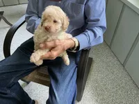 Susie, a male Poodle - Toy  for sale in Saint Cloud, MN – 1 of 4