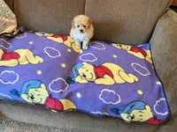 Precious , a female Poodle - Toy  for sale in Saint Cloud, MN – 3 of 6