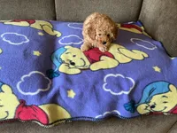 Sweetie , a female Poodle - Toy  for sale in Saint Cloud, MN – 2 of 6