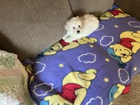 Rex, a male Poodle - Toy  for sale in Saint Cloud, MN – 3 of 6