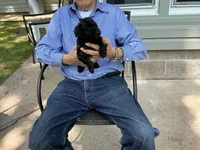 Max, a male Poodle - Toy  for sale in Saint Cloud, MN – 4 of 5