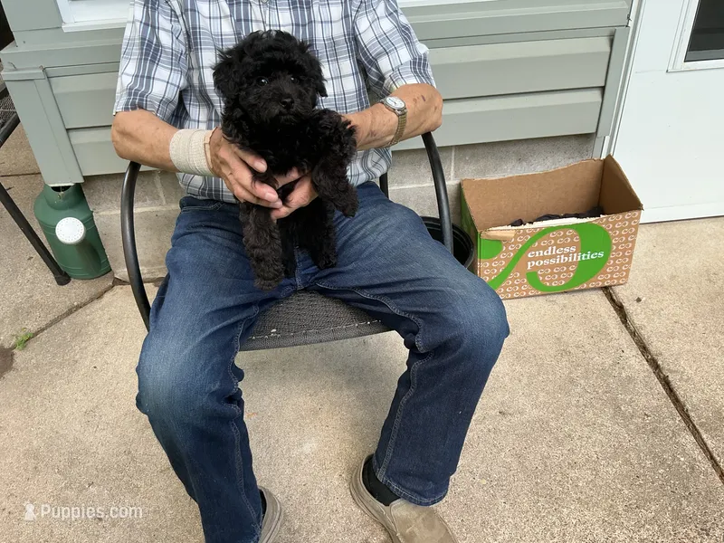 Max – Poodle - Toy  puppy for sale in Saint Cloud, MN
