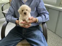Amber, a male Poodle - Toy  for sale in Saint Cloud, MN – 3 of 3