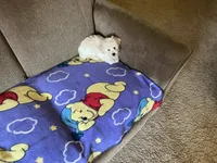 Rex, a male Poodle - Toy  for sale in Saint Cloud, MN – 5 of 6