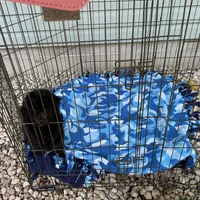 Max, a male Poodle - Toy  for sale in Saint Cloud, MN – 4 of 5