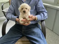 Amber, a male Poodle - Toy  for sale in Saint Cloud, MN – 2 of 3
