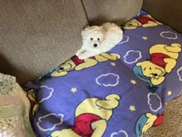 Rex, a male Poodle - Toy  for sale in Saint Cloud, MN – 1 of 6