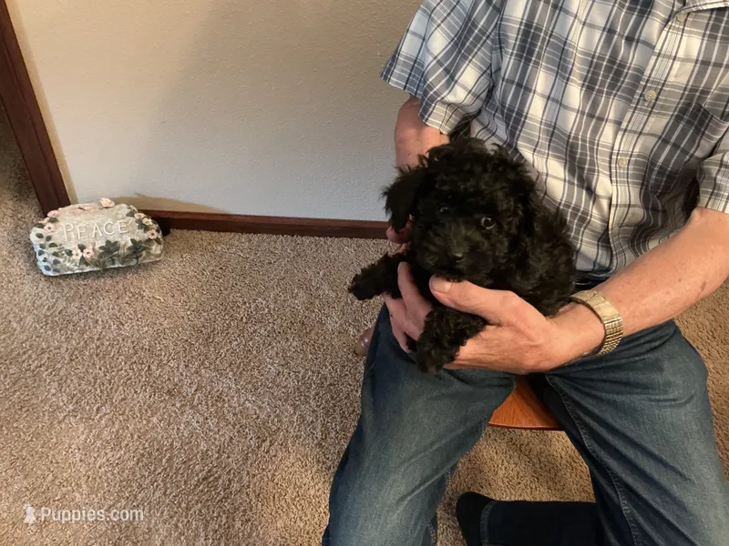 Precious  – Poodle - Toy  puppy for sale in Saint Cloud, MN