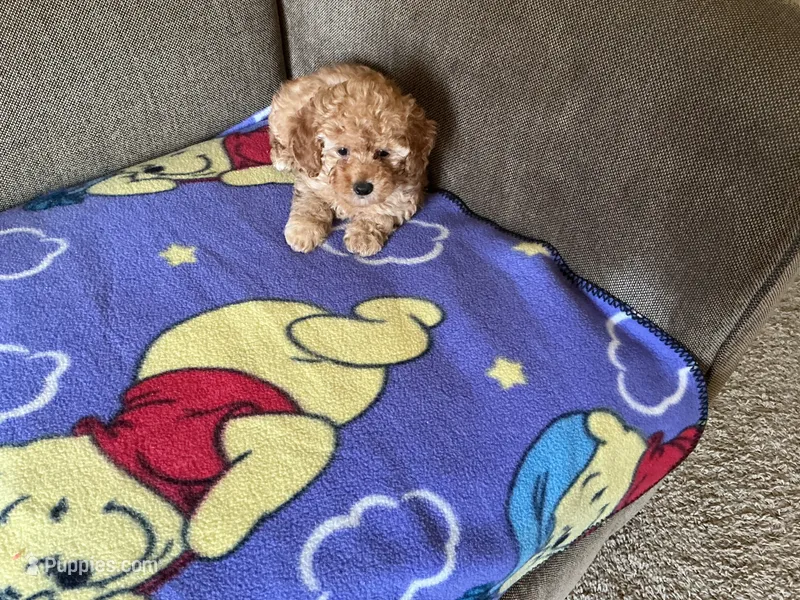 Sweetie  – Poodle - Toy  puppy for sale in Saint Cloud, MN