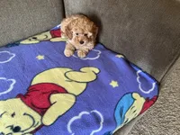 Sweetie , a female Poodle - Toy  for sale in Saint Cloud, MN – 1 of 6