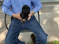 Max, a male Poodle - Toy  for sale in Saint Cloud, MN – 2 of 5