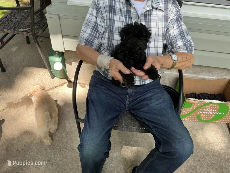 Precious  – Poodle - Toy  puppy for sale in Saint Cloud, MN