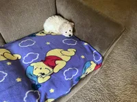 Rex, a male Poodle - Toy  for sale in Saint Cloud, MN – 4 of 6