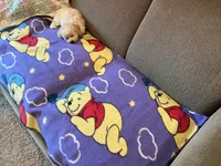 Raven, a male Poodle - Toy  for sale in Saint Cloud, MN – 2 of 5