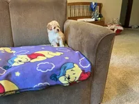 Precious , a female Poodle - Toy  for sale in Saint Cloud, MN – 4 of 6