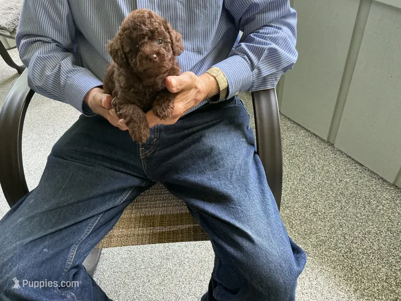 Alex – Poodle - Toy  puppy for sale in Saint Cloud, MN