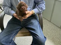 Alex, a male Poodle - Toy  for sale in Saint Cloud, MN – 1 of 3