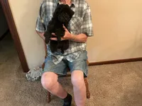 Max, a male Poodle - Toy  for sale in Saint Cloud, MN – 1 of 5