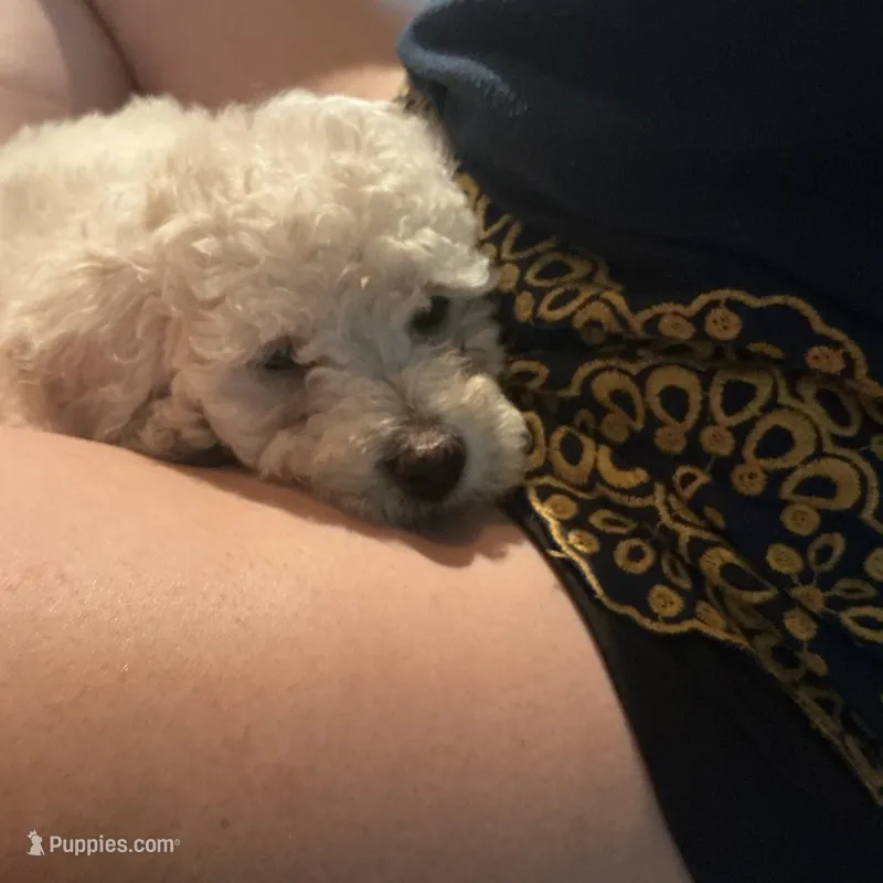 Rex – Poodle - Toy  puppy for sale in Saint Cloud, MN