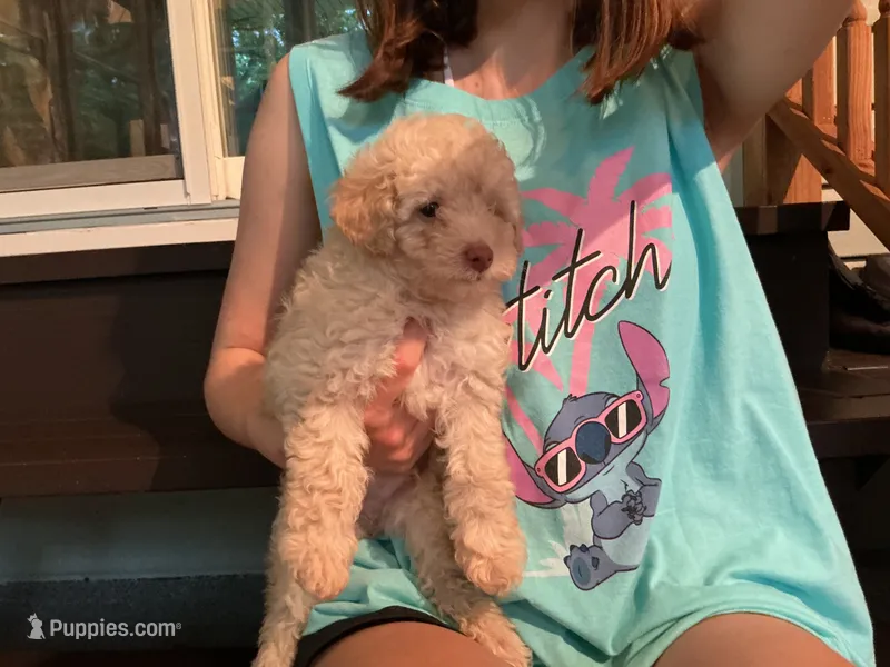 Paul – Poodle - Toy  puppy for sale in Saint Cloud, MN