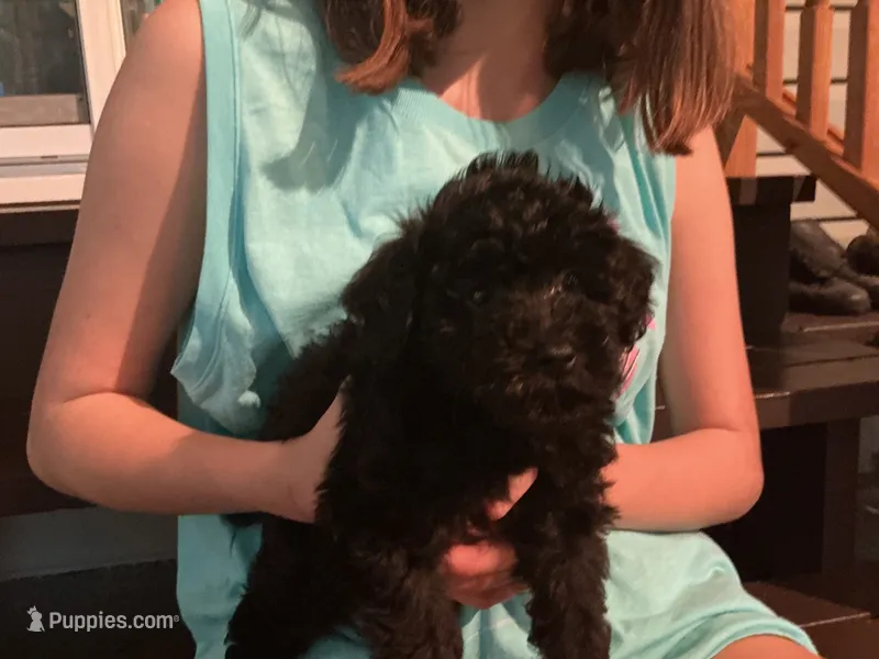 Max – Poodle - Toy  puppy for sale in Saint Cloud, MN