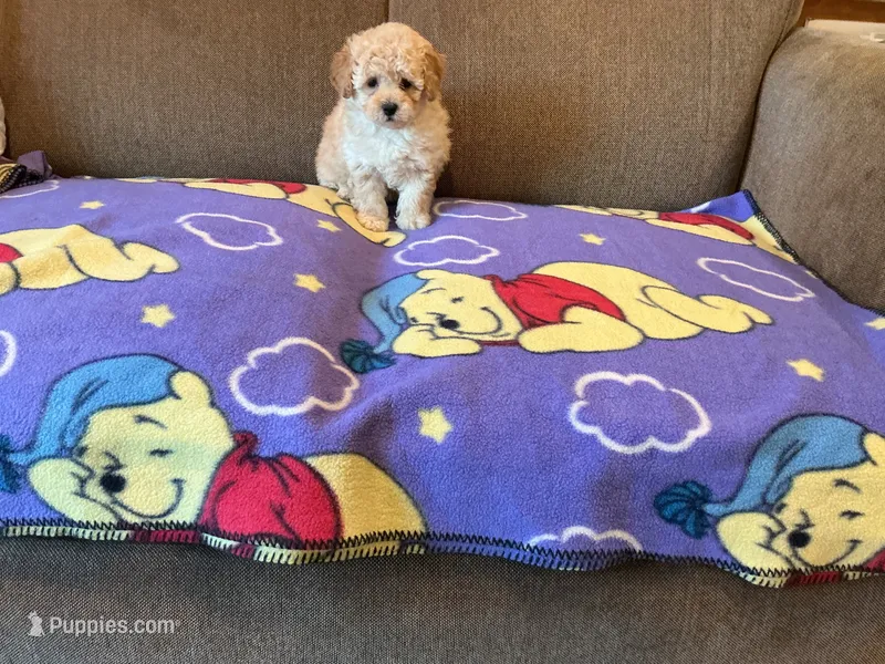 Precious  – Poodle - Toy  puppy for sale in Saint Cloud, MN