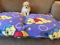 Precious , a female Poodle - Toy  for sale in Saint Cloud, MN – 1 of 6