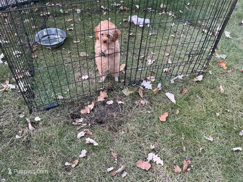 Sweetie  – Poodle - Toy  puppy for sale in Saint Cloud, MN