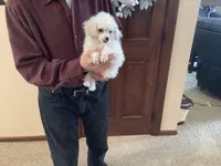 Kinley, a female Poodle - Toy  for sale in Saint Cloud, MN – Photo 2 of 7