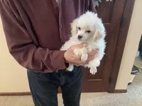 Kinley, a female Poodle - Toy  for sale in Saint Cloud, MN – Photo 6 of 7