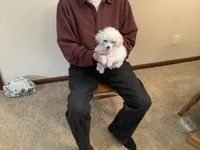 Kinley, a female Poodle - Toy  for sale in Saint Cloud, MN – Photo 7 of 7