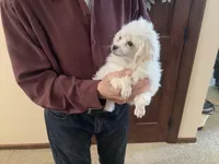 Kinley, a female Poodle - Toy  for sale in Saint Cloud, MN – Photo 5 of 7