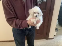 Kinley, a female Poodle - Toy  for sale in Saint Cloud, MN – Photo 1 of 7