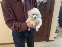 Kinley, a female Poodle - Toy  for sale in Saint Cloud, MN – Photo 4 of 7